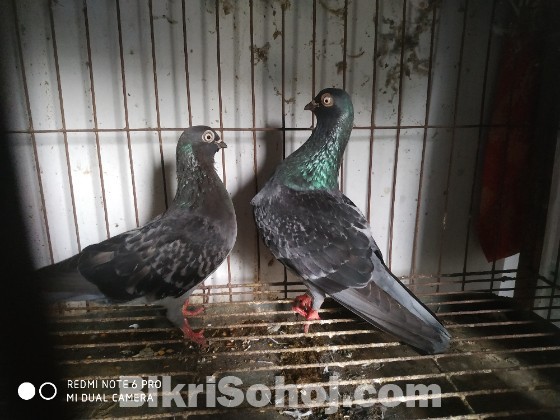 Budapest pigeons